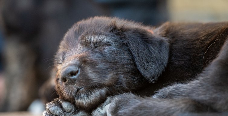 DKK certified breeder of Irish Wolfhound, Galgo Espanol and Barzoi